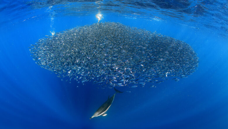 8 Giugno World Ocean Day- Giornata Mondiale dell’Oceano