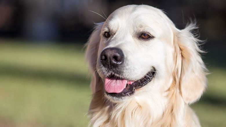 Dog Film Festival- Vincitori e premi speciali della prima edizione