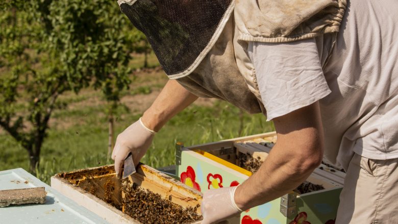 A Le Manzane l’uva Glera cresce con le api