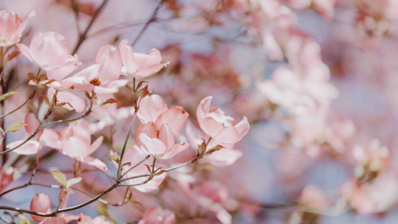 La primavera a Lana profuma di fiori di melo