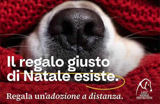 Regala a Natale un’adozione a distanza